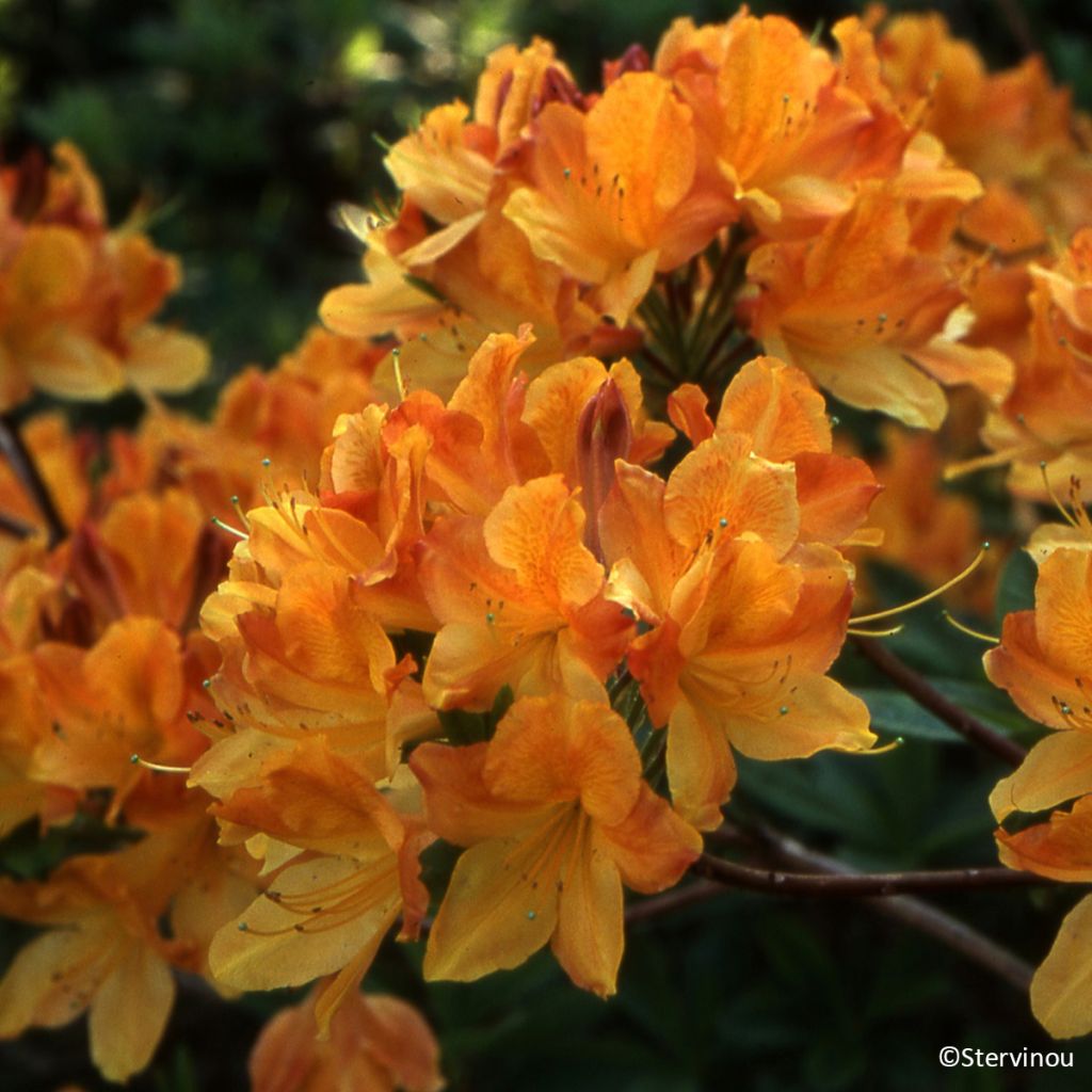 Azalée de Chine Hortulanus H Witte - Azalea mollis