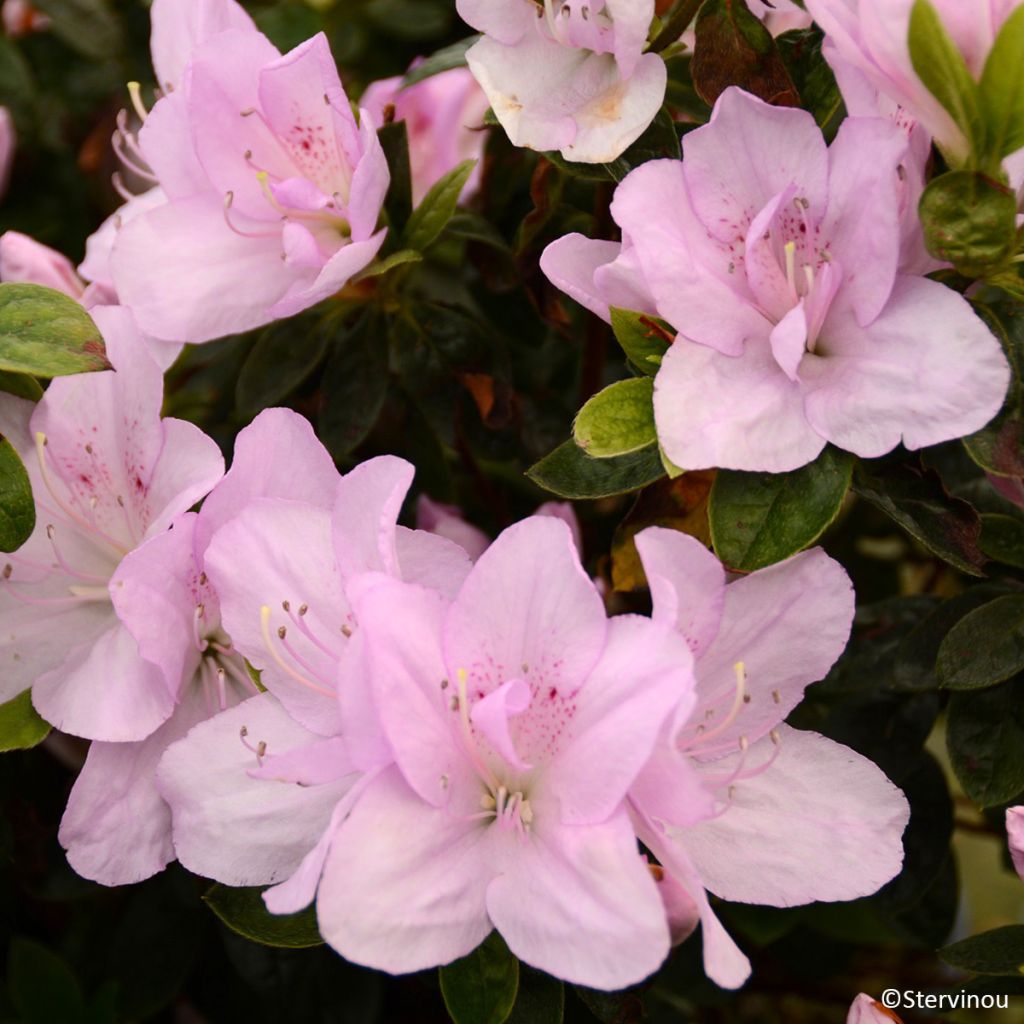 Azalée du Japon Rêve de Lilas - Rhododendron hybride