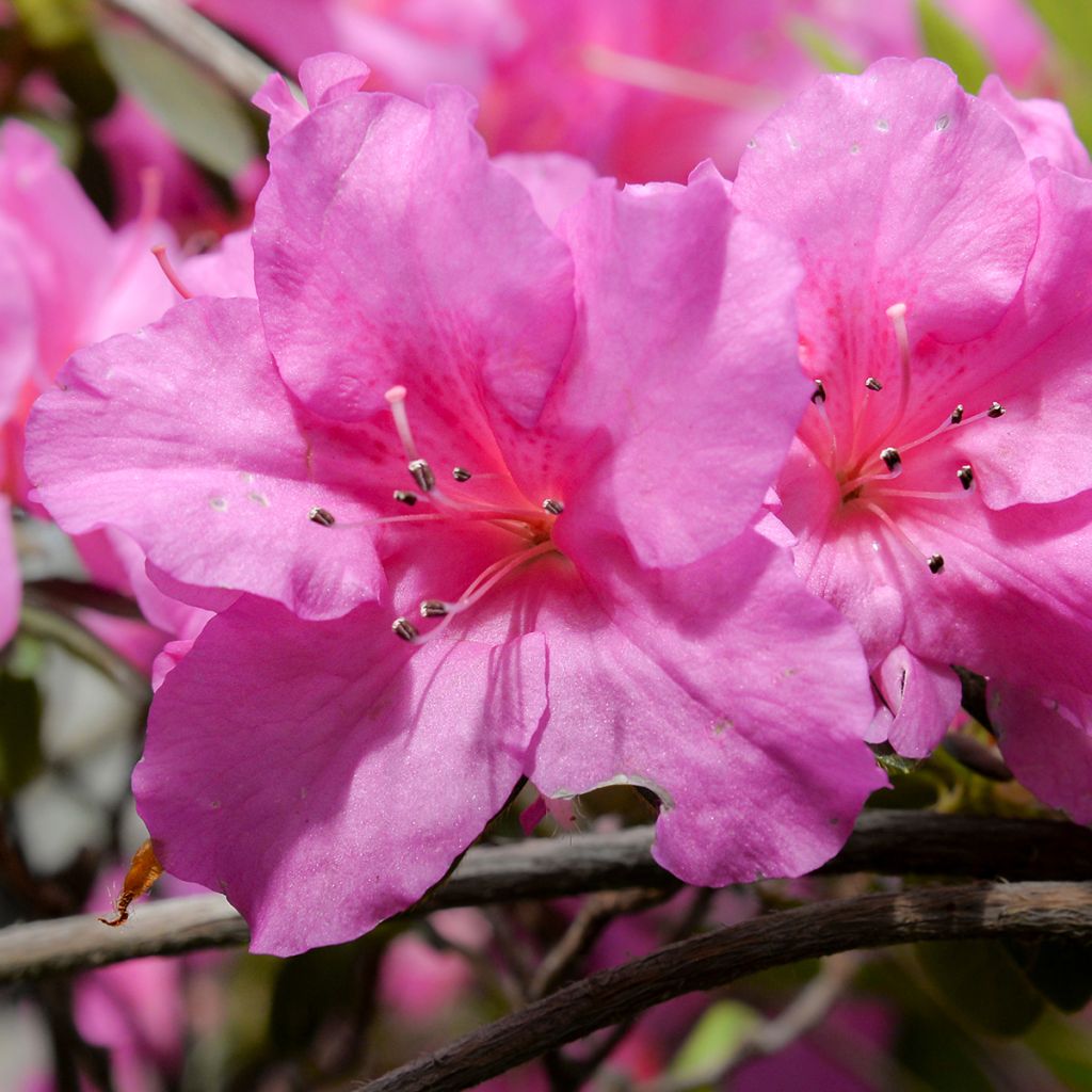 Rhododendron Greenway - Japanse azalea