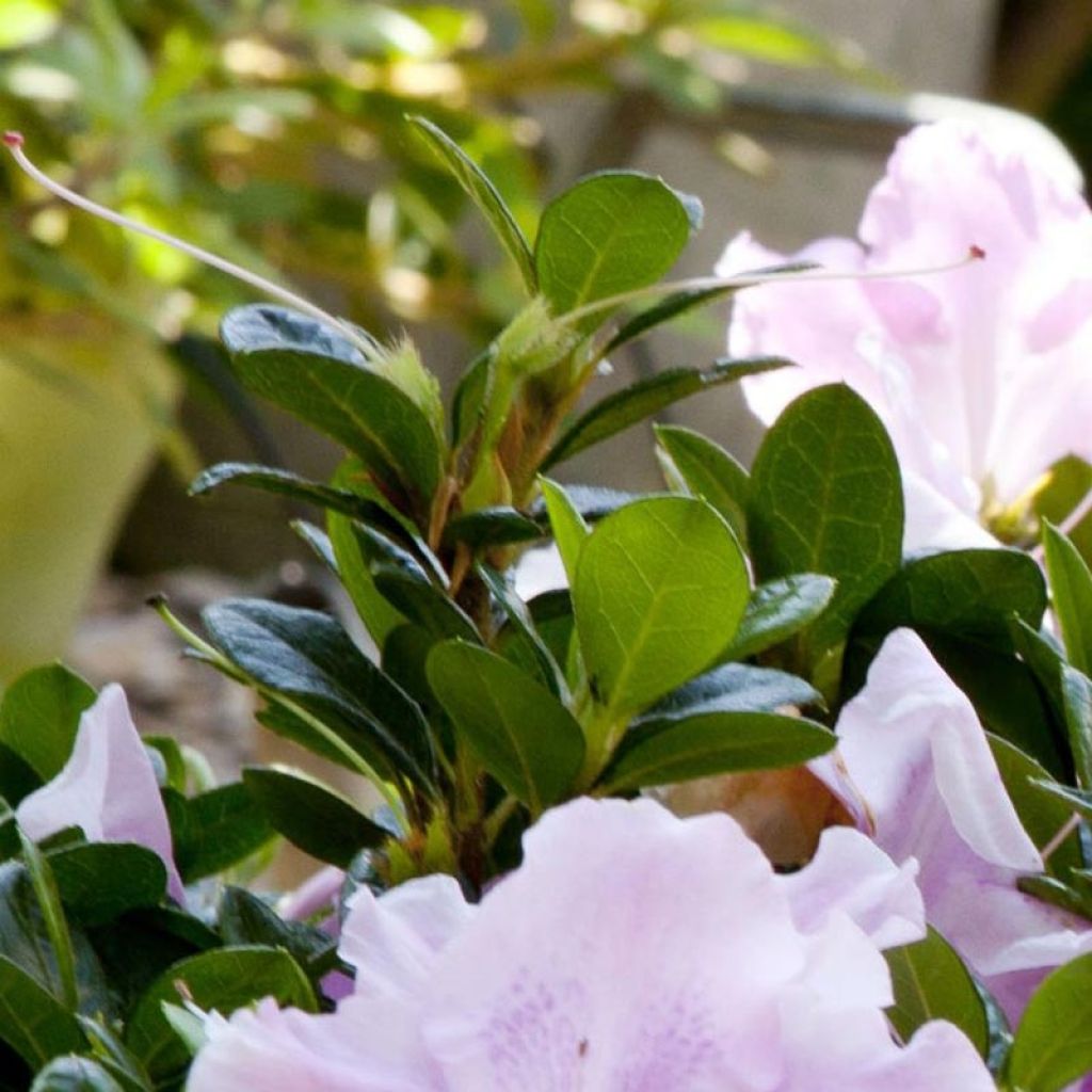 Azalée hybride ENCORE® Sweetheart