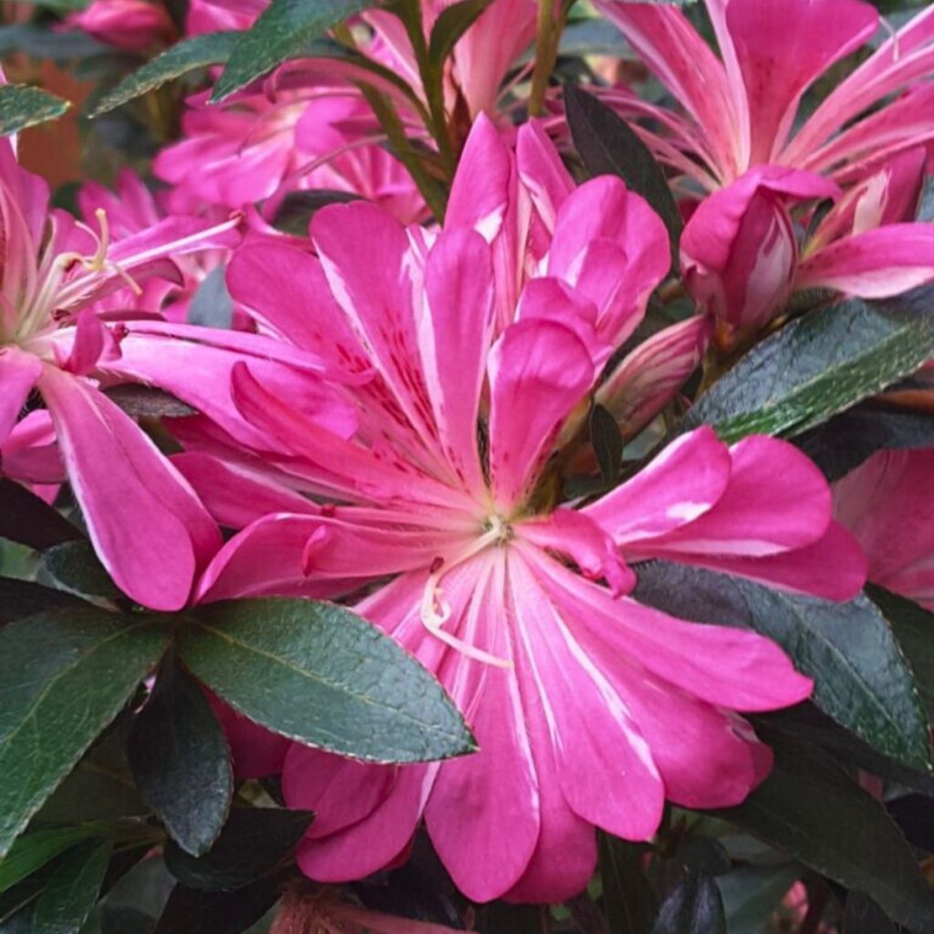 Rhododendron Pink Star - Japanse azalea