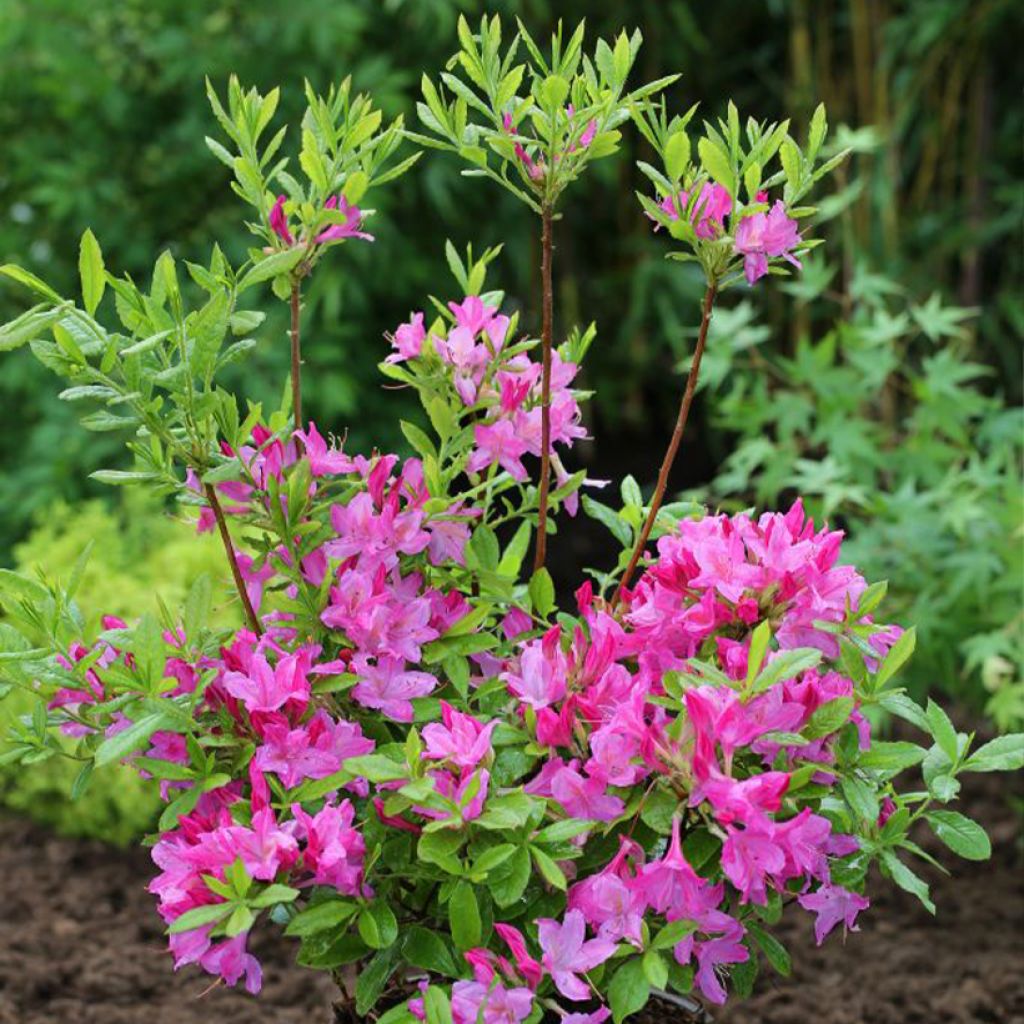 Rhododendron Fraseri - Azalea mollis