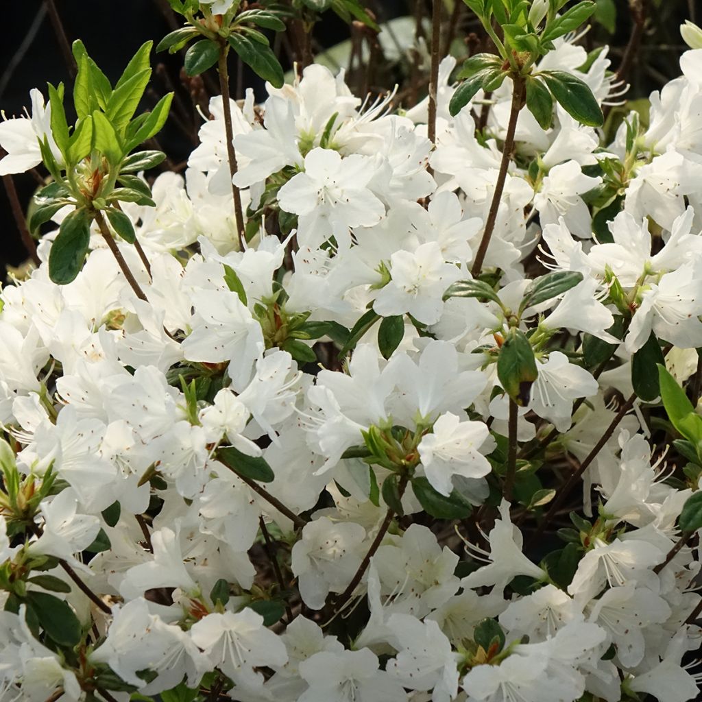 Rhododendron Palestrina - Japanse azalea