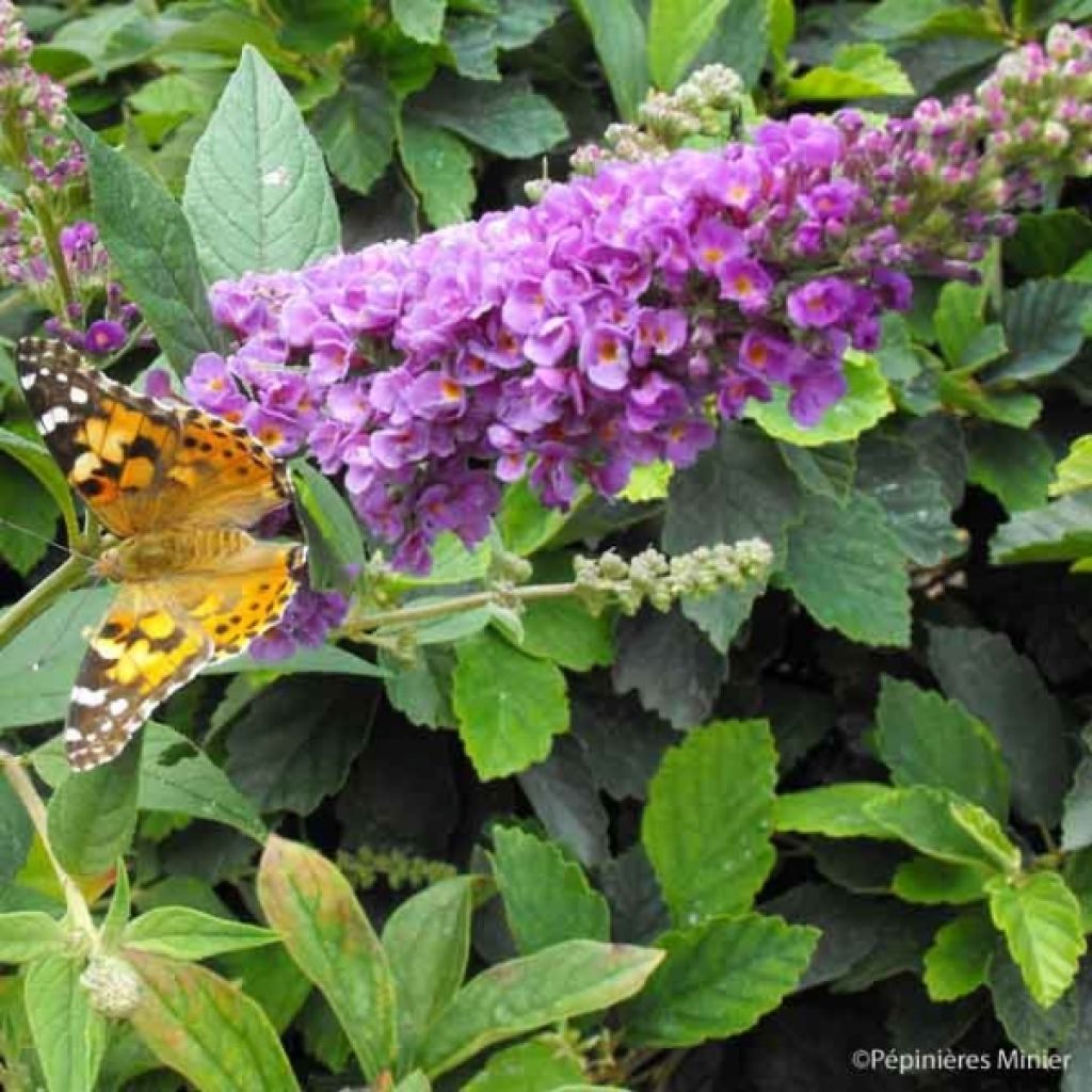 Vlinderstruik Blue Chip - Buddleja