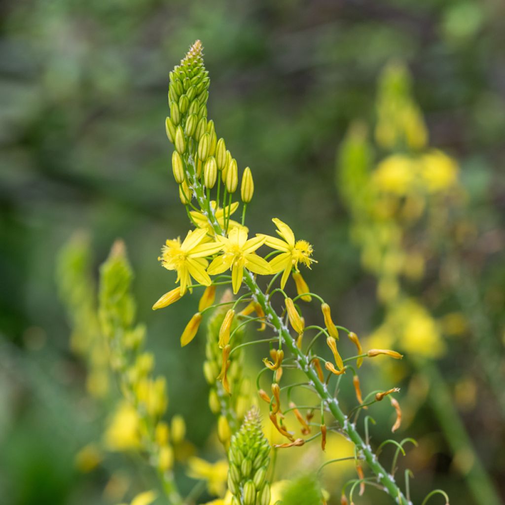 Bulbine frutescens Medicus - Knolbeesia