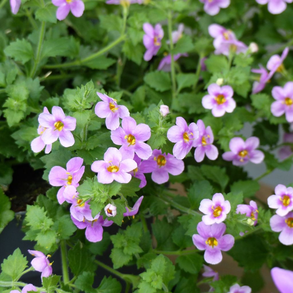 Bacopa Gulliver Pink Heart
