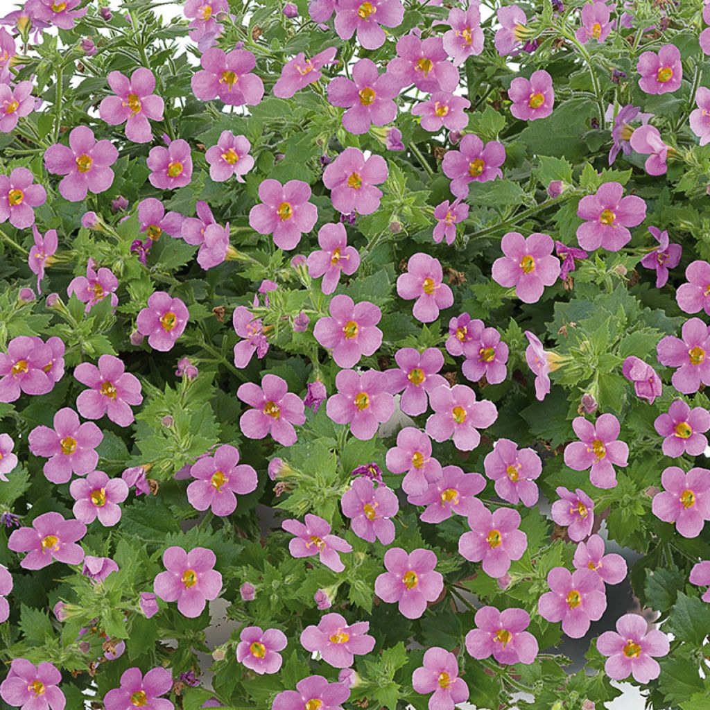 Bacopa Gulliver Compact Roze - Bacopa roze