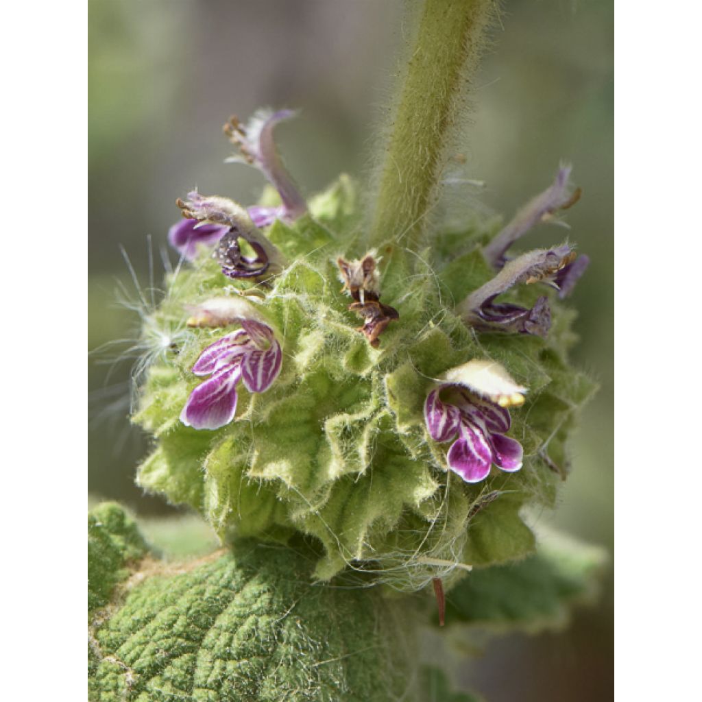 Ballota hirsuta - Ballote hirsute