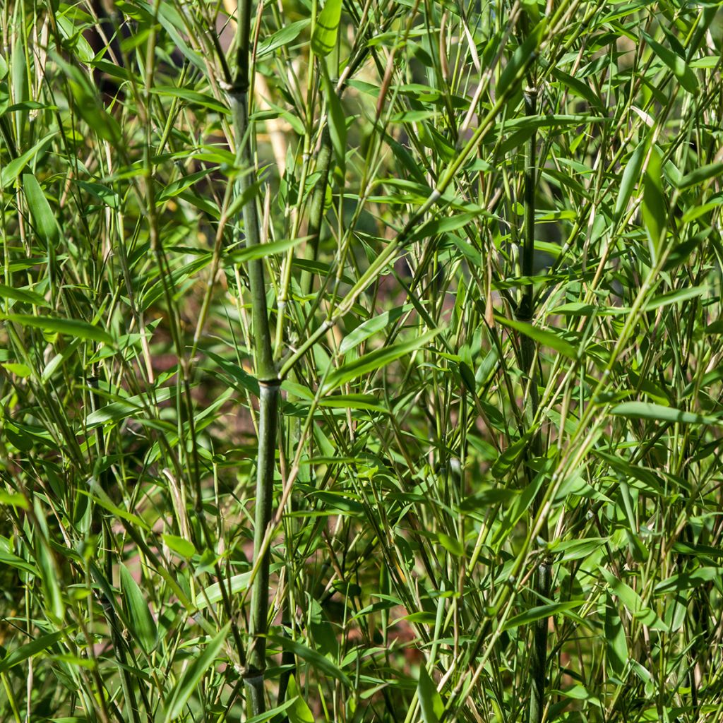 Phyllostachys bissetii - Reuzenbamboe