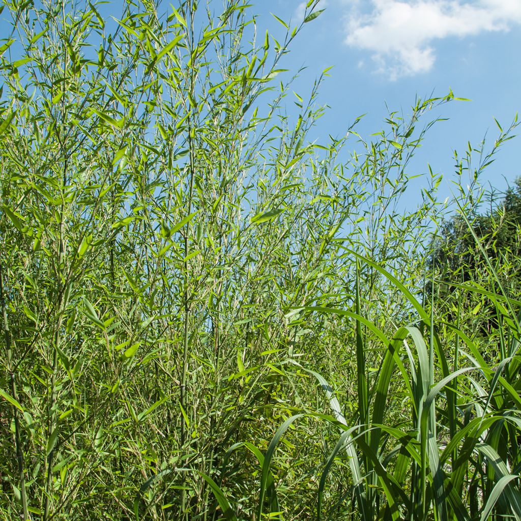 Phyllostachys bissetii - Reuzenbamboe