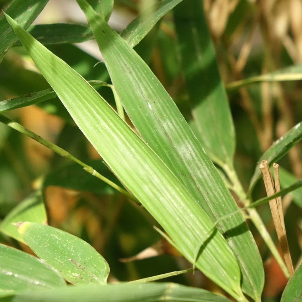 Phyllostachys aurea Koï - Gouden bamboe