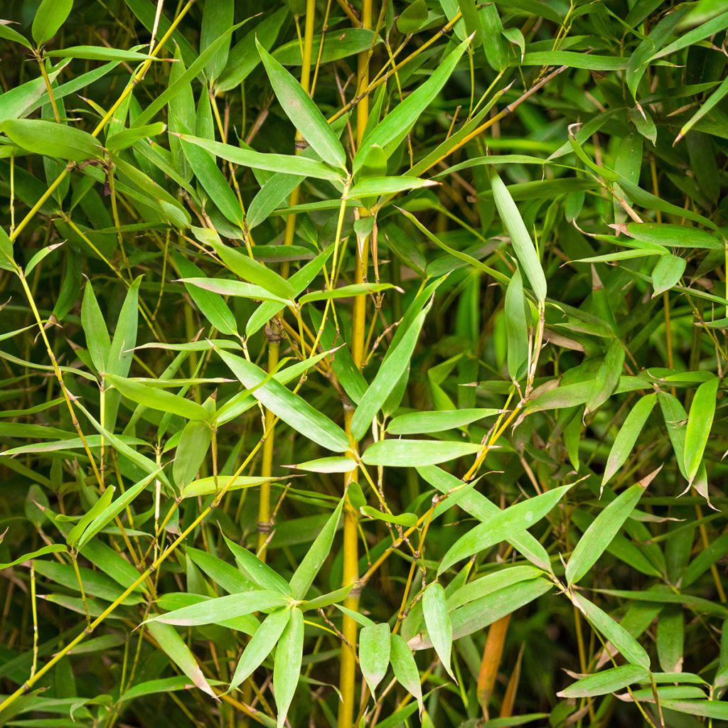 Phyllostachys aurea - Gouden bamboe