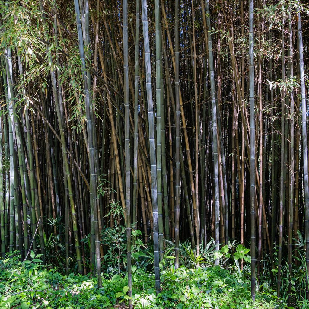 Phyllostachys nigra - Zwarte bamboe