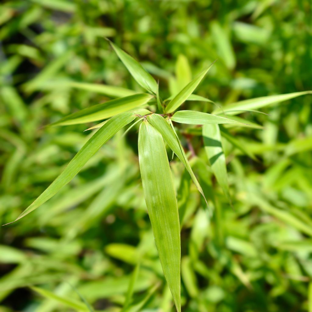 Fargesia murielae Jumbo - Niet-woekerende bamboe