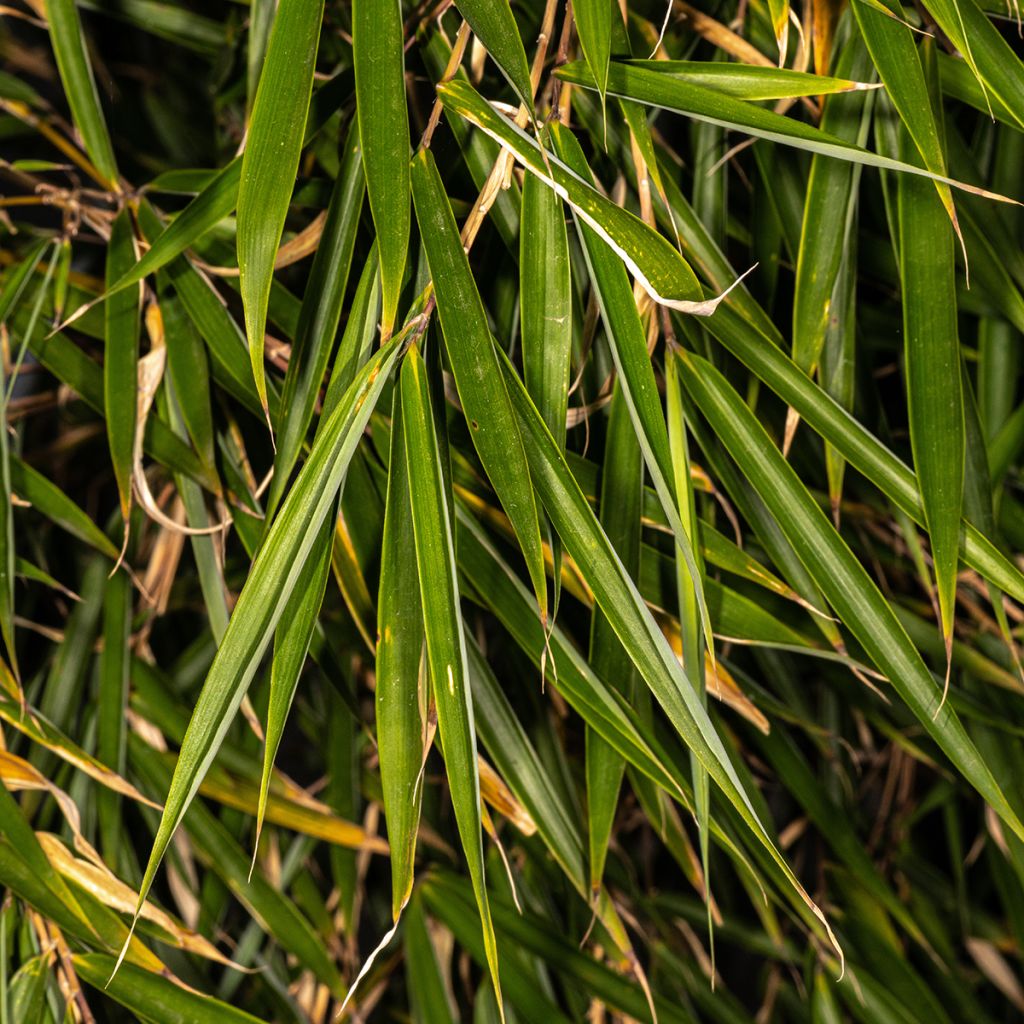 Fargesia rufa - Bamboe