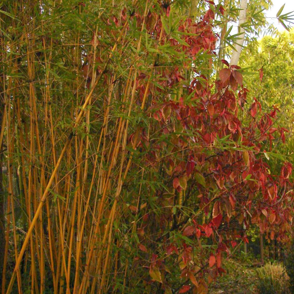 Bambusa multiplex Alphonse Karr - Bamboe