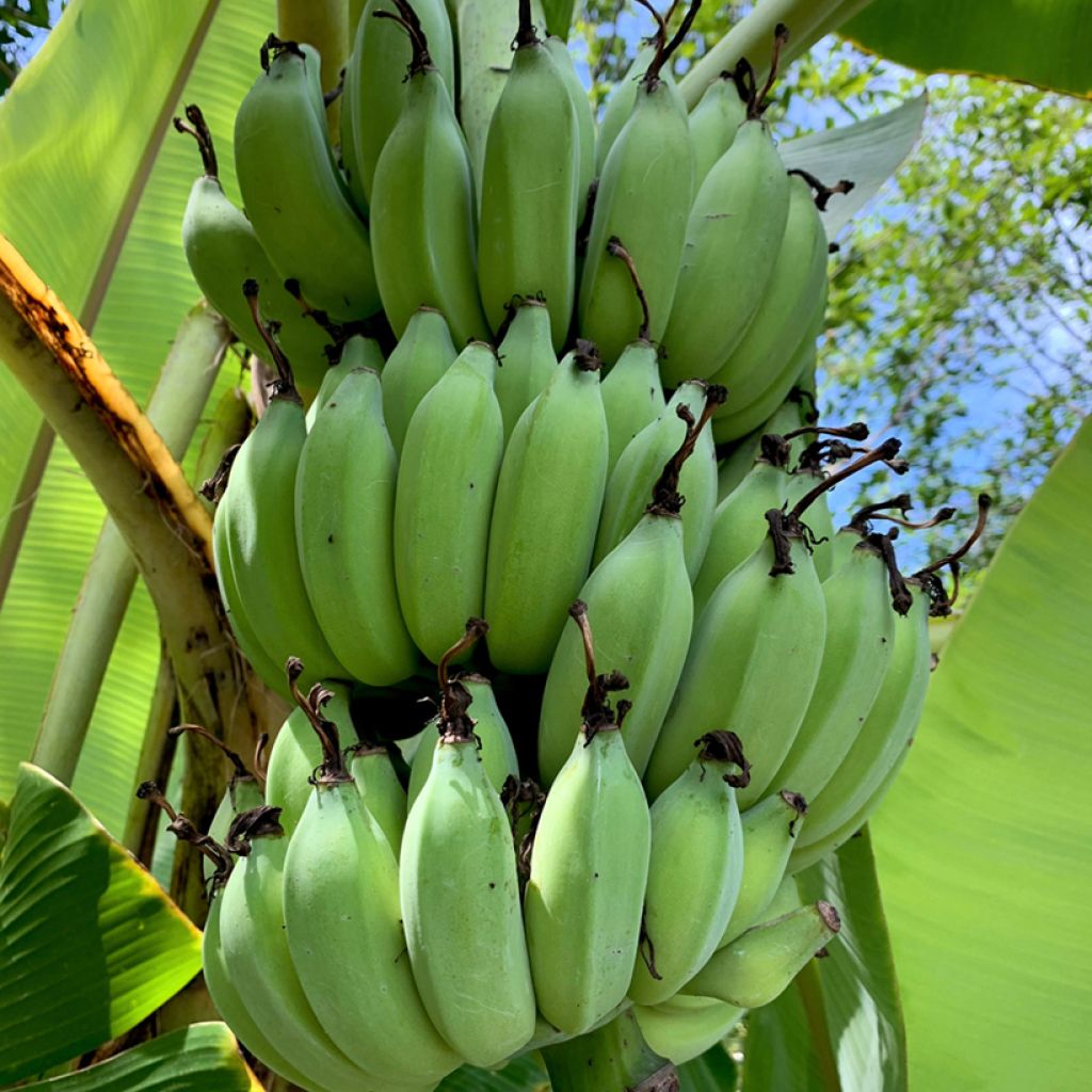 Musa sikkimensis Helens Hybrid - Darjeeling-banaan
