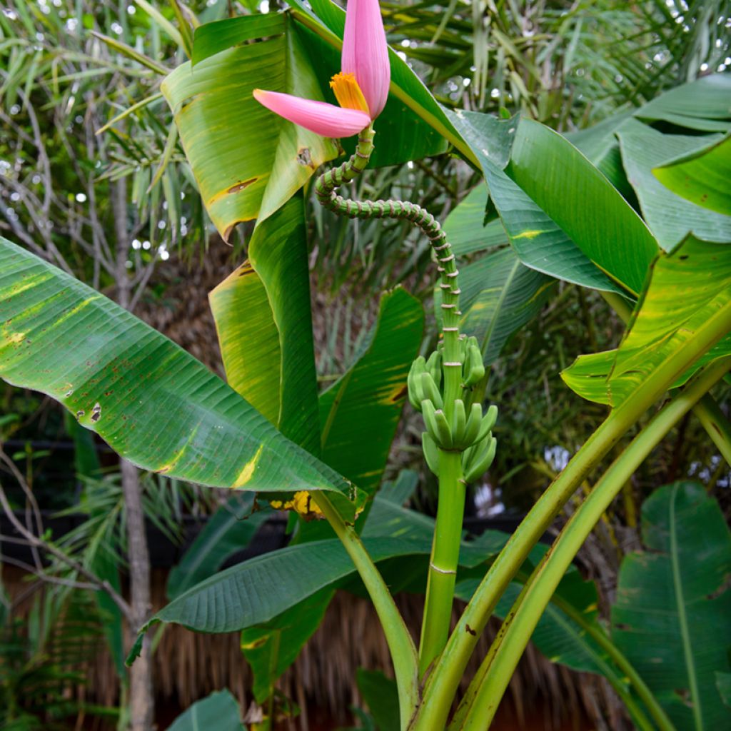 Musa velutina - Roze dwergbanaan