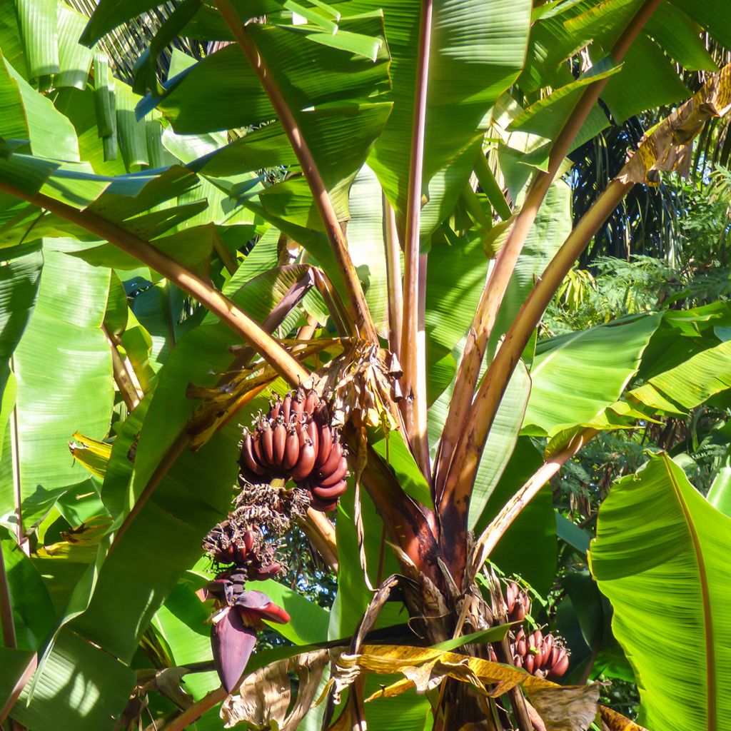 Rode banaan Red Dacca - Musa acuminata