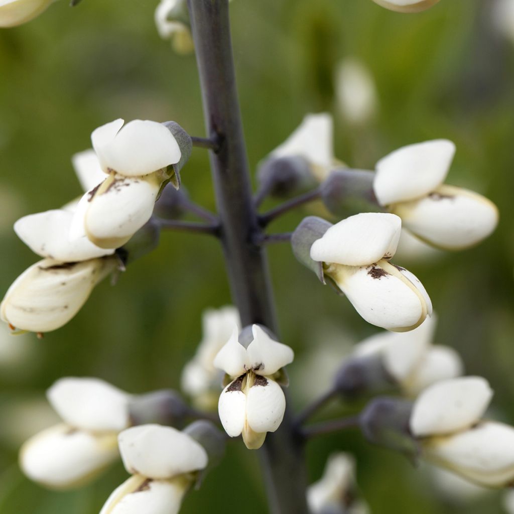 Baptisia pendula alba - Valse indigo