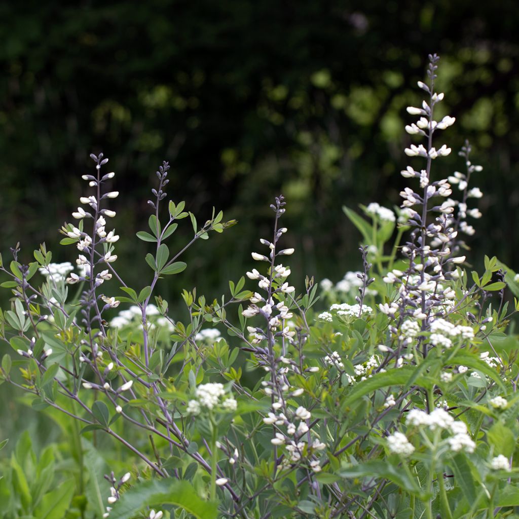 Baptisia pendula alba - Valse indigo