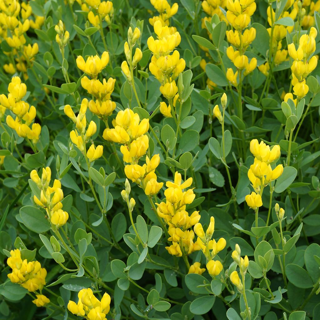 Baptisia sphaerocarpa - Valse indigo