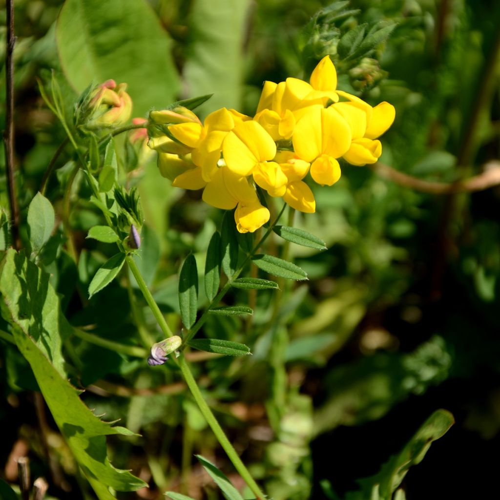 Baptisia tinctoria - Wilde indigo