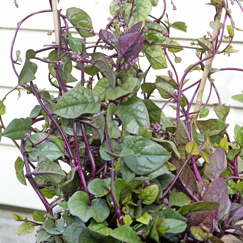 Malabar spinazie Select Red - Basella alba (zaad)
