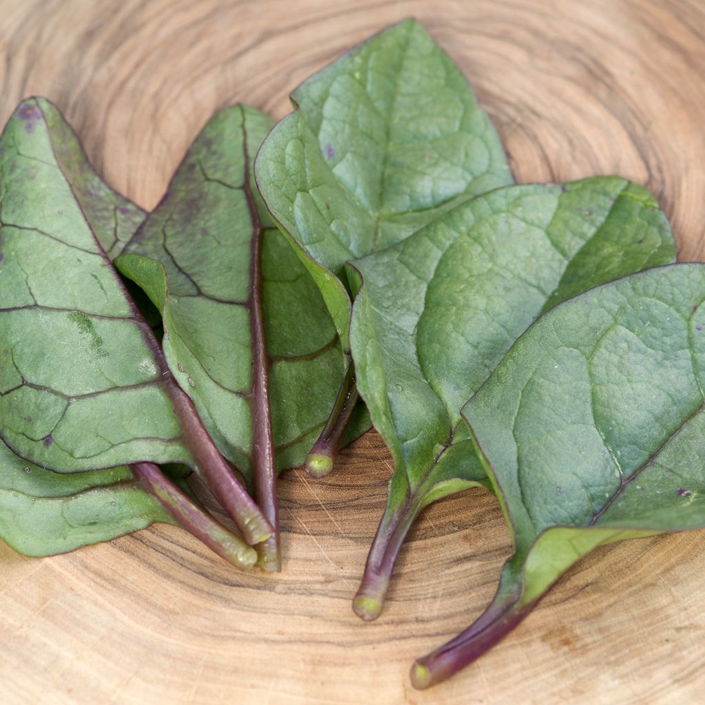 Malabar spinazie Select Red - Basella alba (zaad)