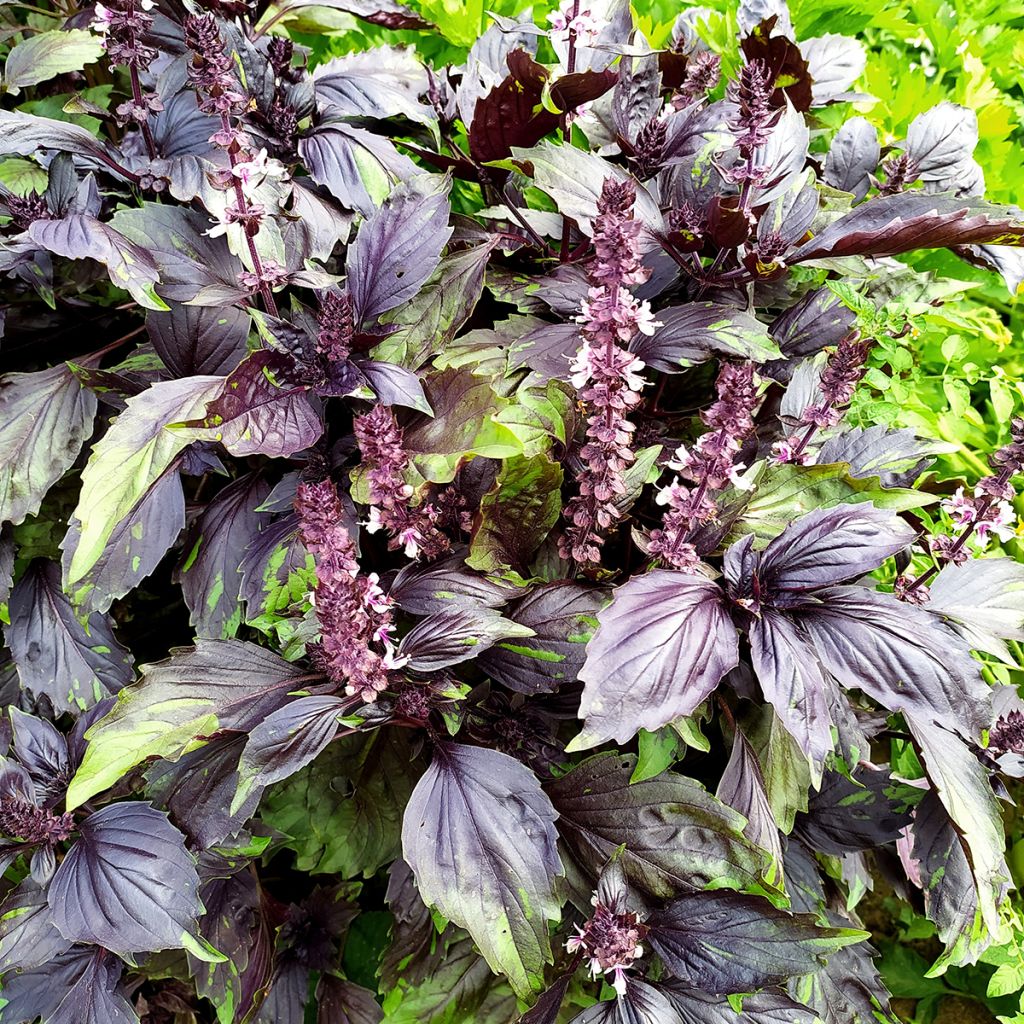 Kaneelbasilicum Cinamonette