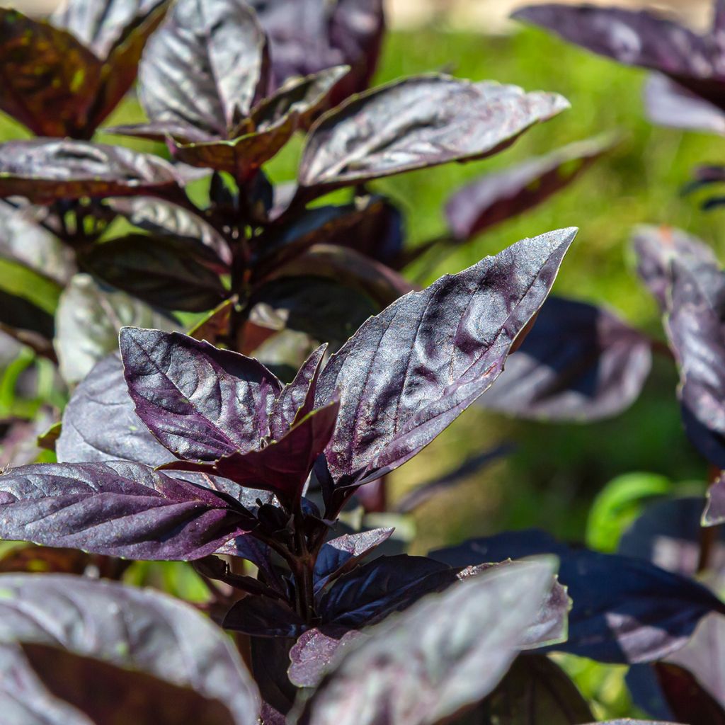 Basilicum Dark Opal