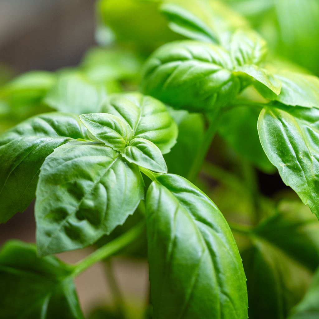 Basilicum Genovese BIO