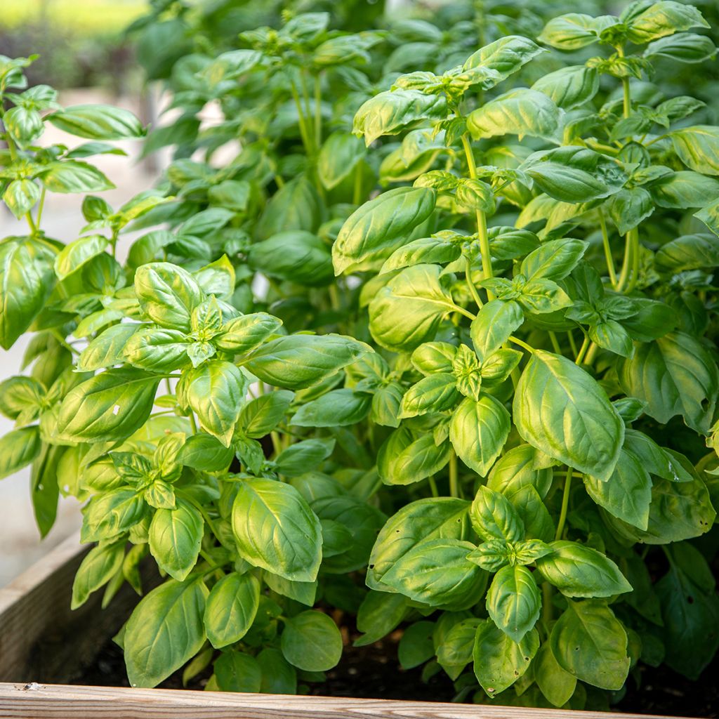 Basilicum Genovese BIO