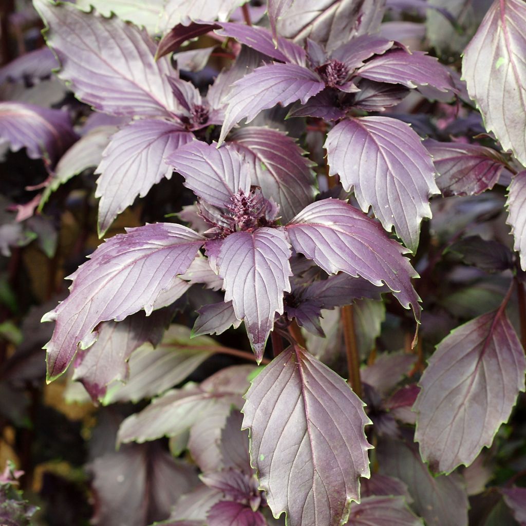 Basilicum Spice Boys Ararat (zaad)