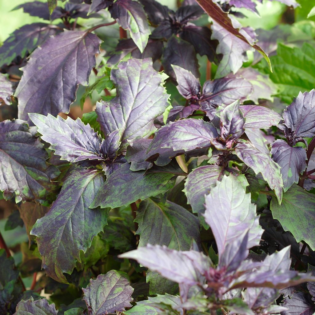 Basilicum Spice Boys Ararat (zaad)