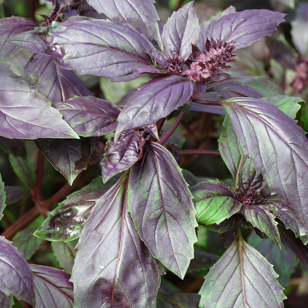 Basilicum Spice Boys Ararat (zaad)