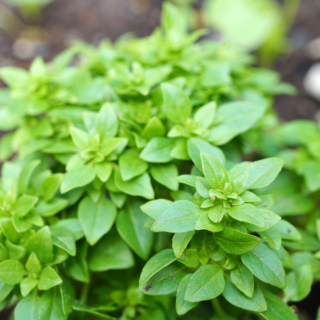 Basilicum Spicy Globe