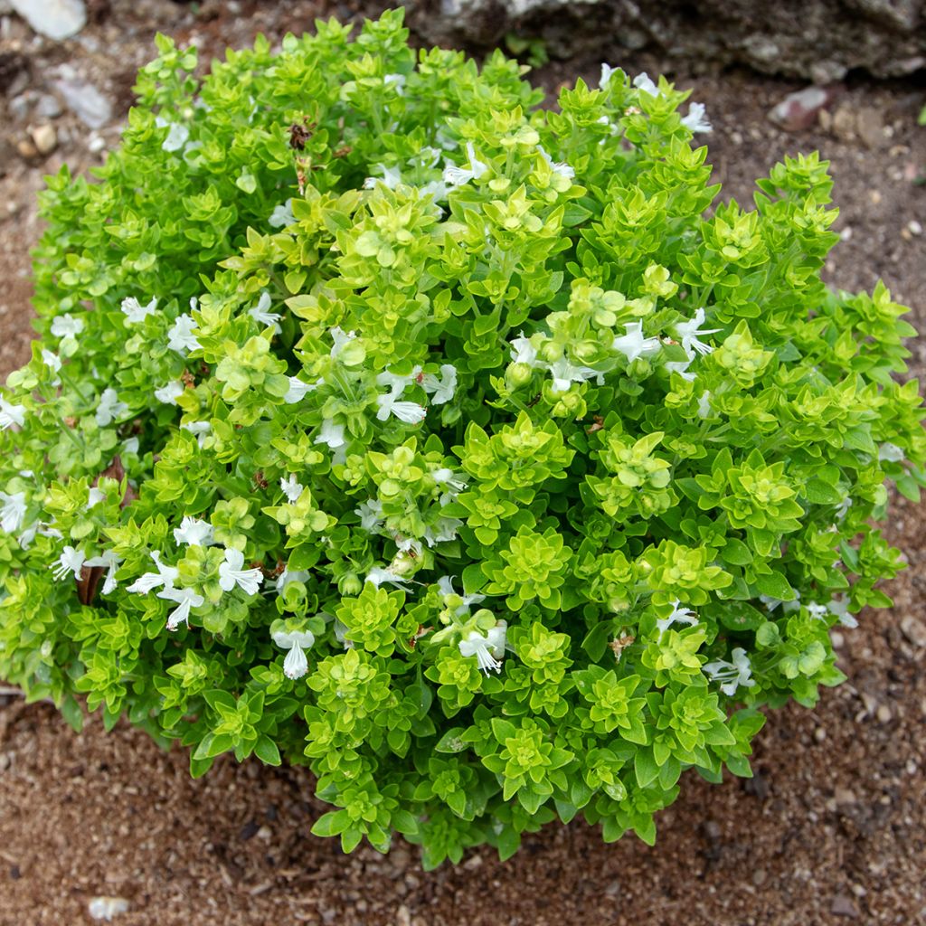 Basilicum Spicy Globe