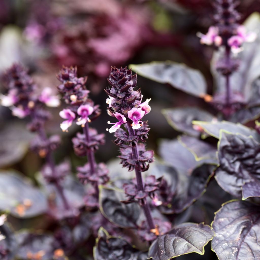 Basilicum Dark Opal
