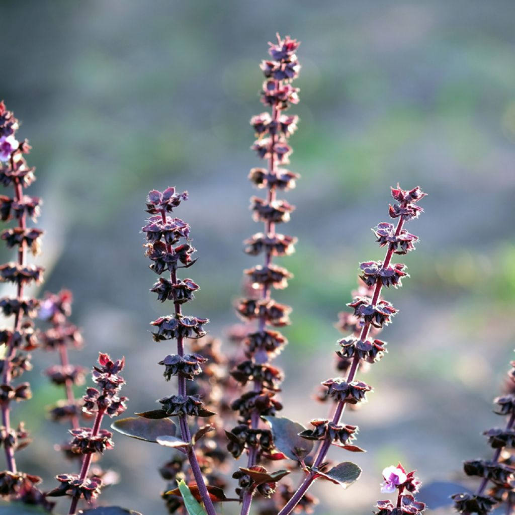 Basilicum Dark Opal