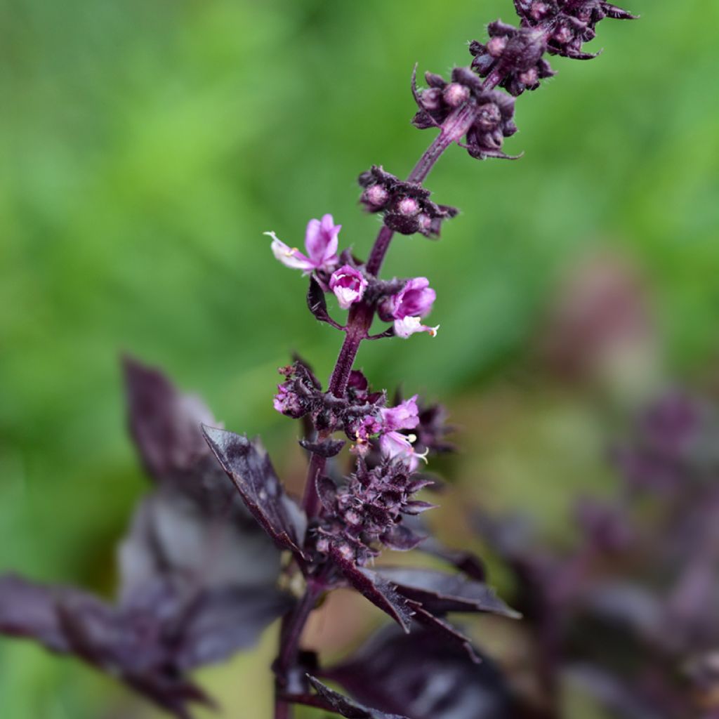 Basilicum Dark Opal