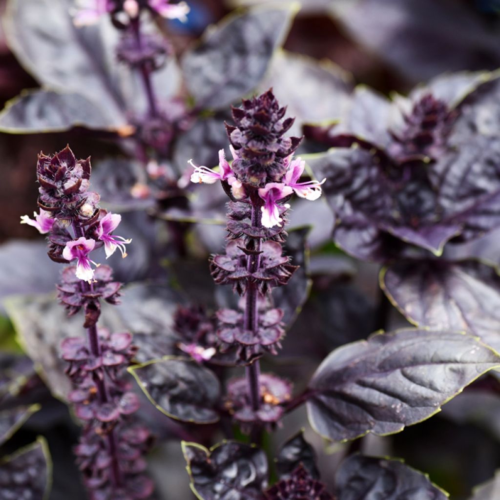 Basilicum Dark Opal