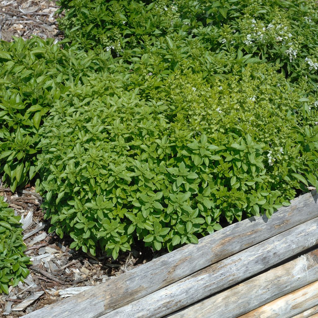Dwergbasilicum Fijn groen