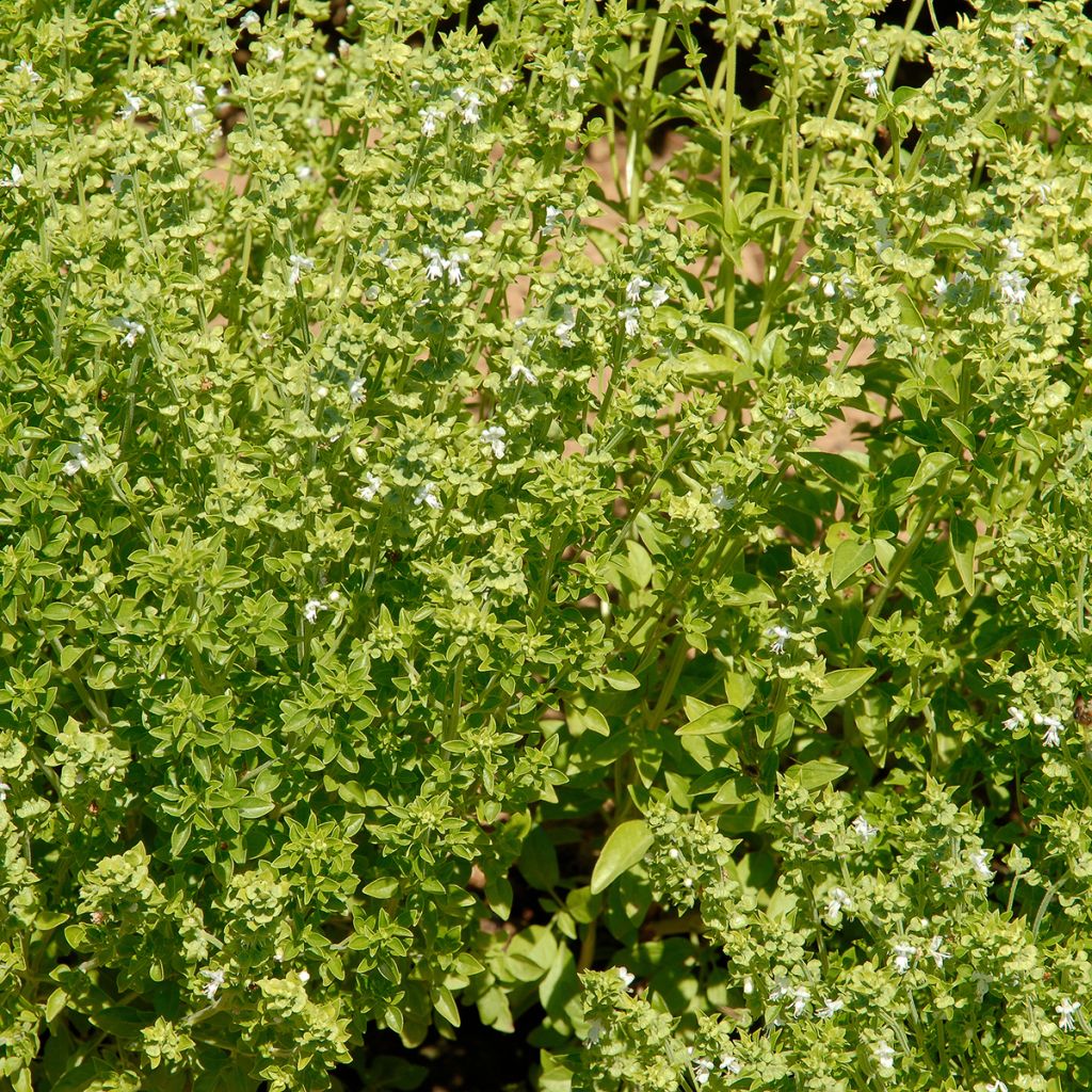 Dwergbasilicum Fijn groen