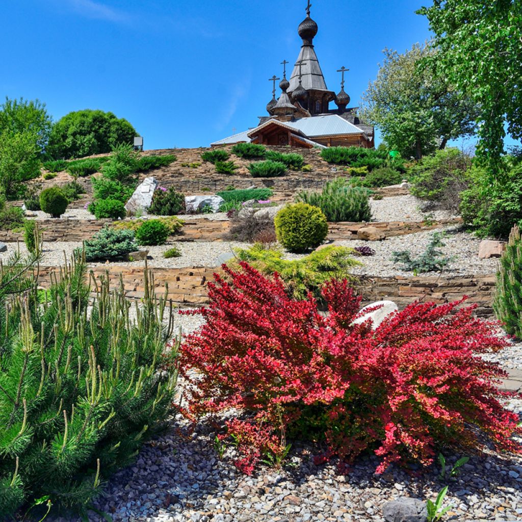 Berberis thunbergii Red Rocket - Japanse berberis