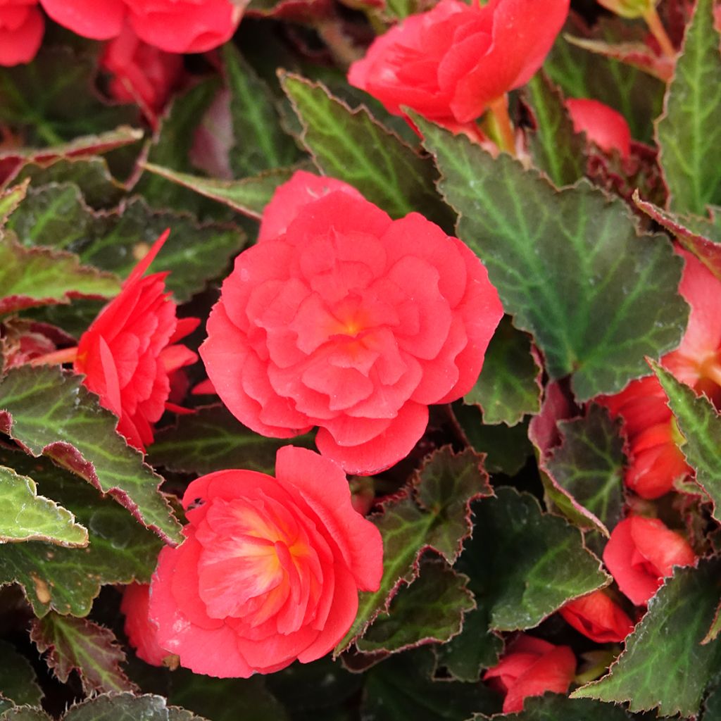 Begonia Bellissa Rood - Knolbegonia