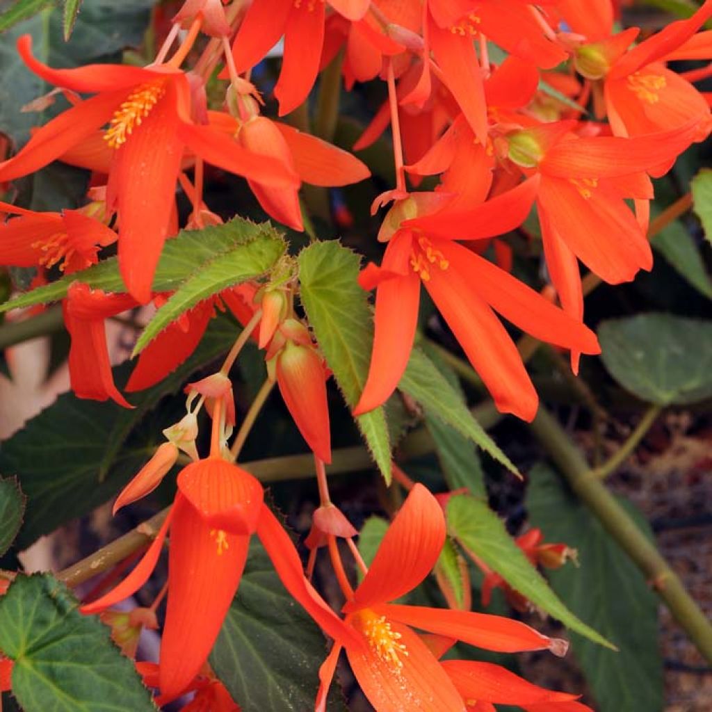 Begonia intermedia Bertinii - Bladbegonia