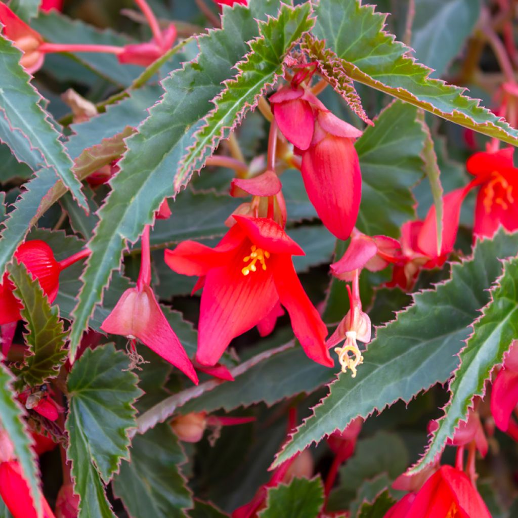 Begonia boliviensis Santa Cruz - Boliviaanse hangbegonia