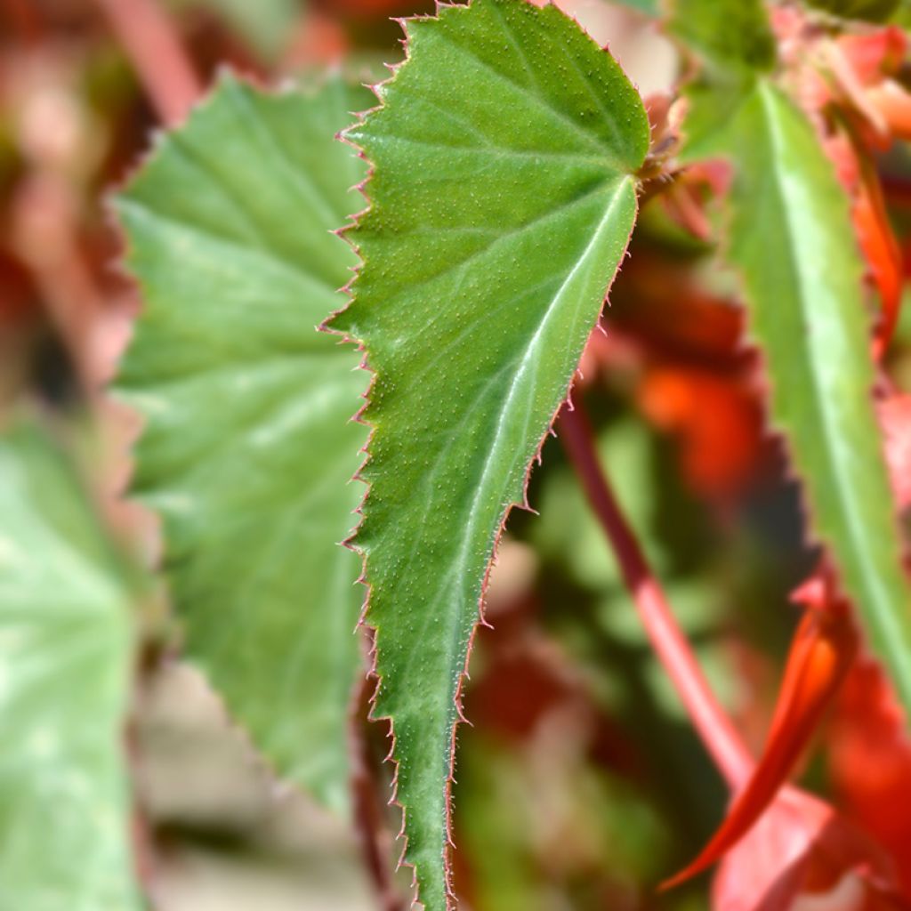Begonia boliviensis Santa Cruz - Boliviaanse hangbegonia