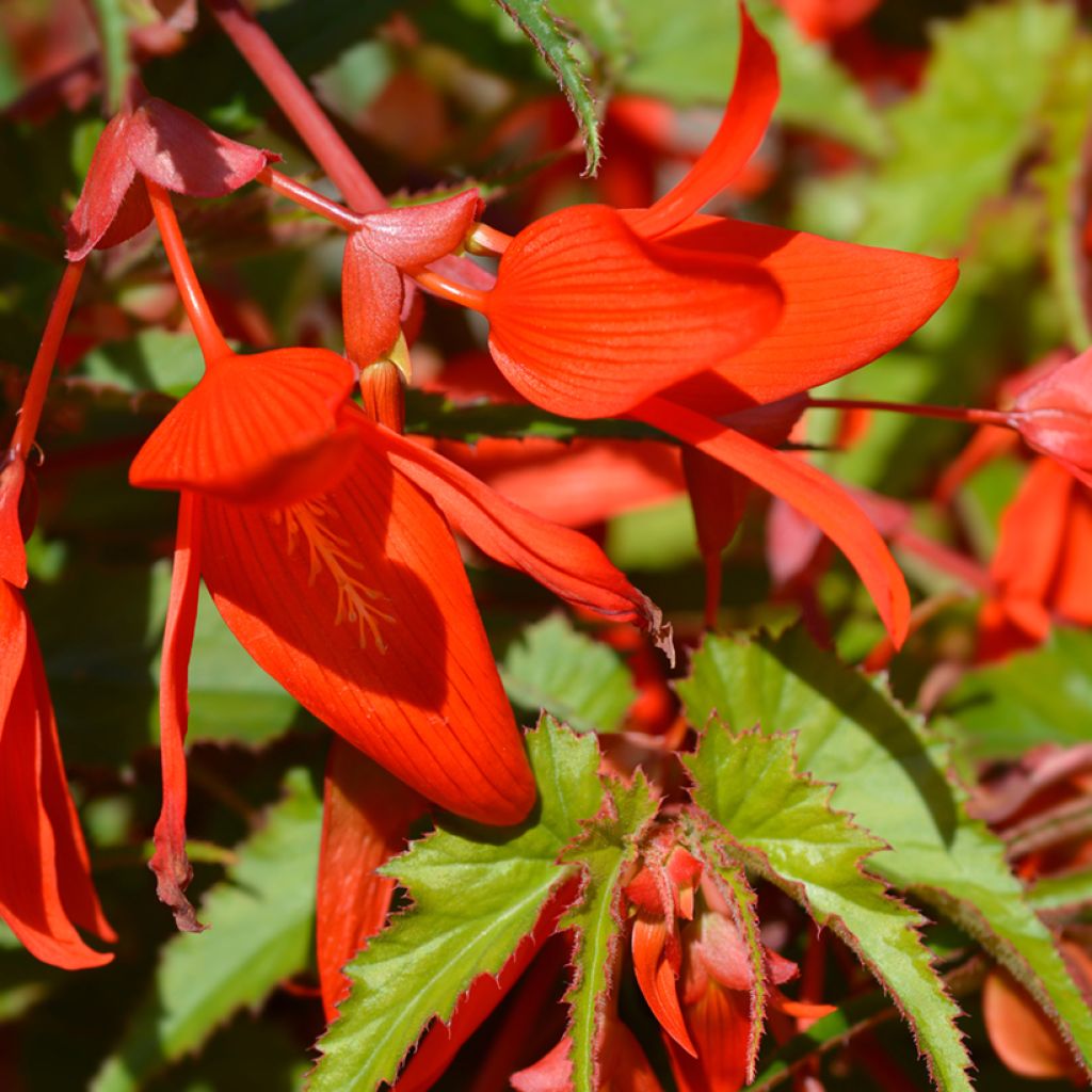 Begonia boliviensis Santa Cruz - Boliviaanse hangbegonia